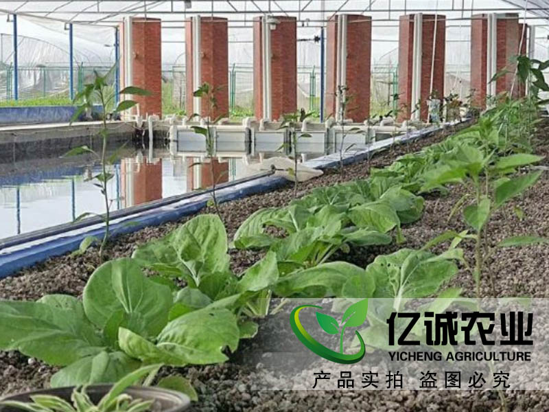 魚菜共生溫室大棚建設