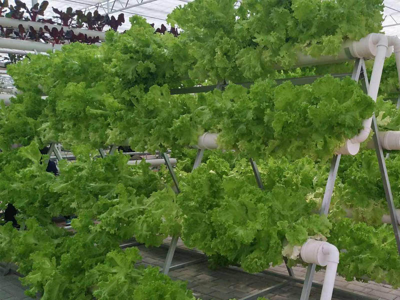 立體無土栽培溫室大棚建設(shè)